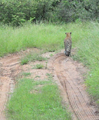 Lion Sands Private game Reserve 